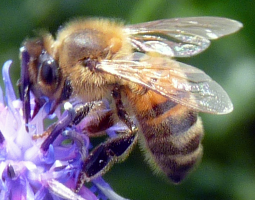 Abeille butinant un bleuet