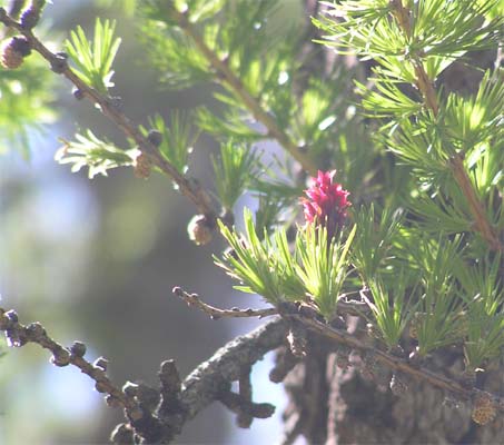Larix decidua