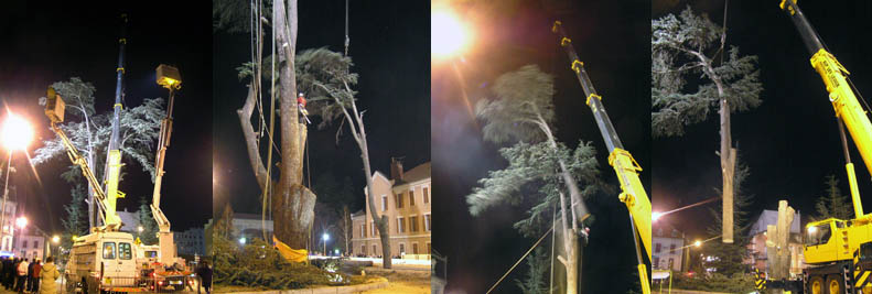 mosaïque abattage cèdre carrefour du Musée 09/01/2006