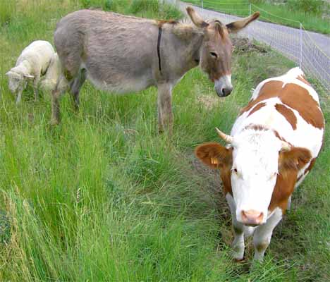 Le Conseil d'administration d'Anima Gap, apr�s retouche respectant le droit � l'image ;-)