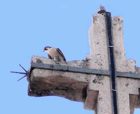 falco peregrinus