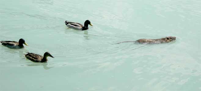 Course ragondin / canards