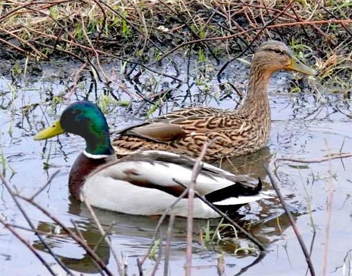 canards colvert  'anas platyrhynchos' m�le et femelle