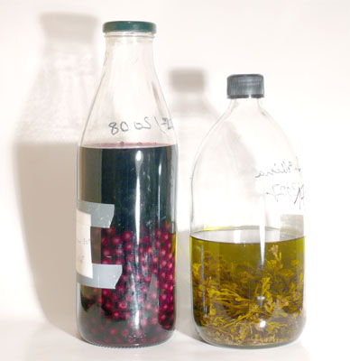 P�tafou�re et g�n�pi en cours de mac�ration