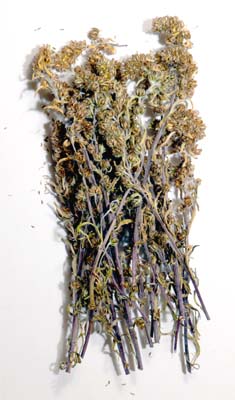 g�n�pi noir, artemisia spicata